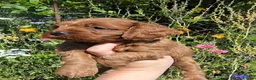 Cavapoo dogs for sale: Stunning Ruby Red Toy Cavapoo Puppies  - Advert 20