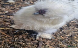 Chickens poultry for sale: 3 x silkies  - Image 4
