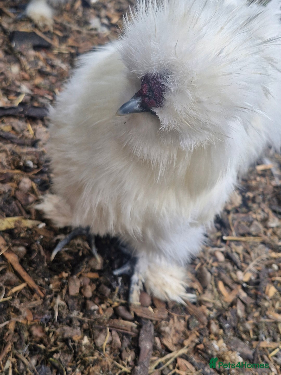 Chickens poultry for sale: 3 x silkies  - Image 4