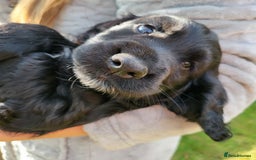 Cocker Spaniel dogs for sale: Beautiful Working Cocker Puppies - Image 3