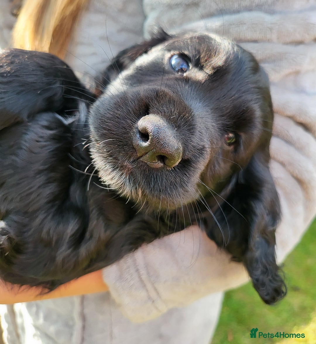 Cocker Spaniel dogs for sale: Beautiful Working Cocker Puppies - Image 3