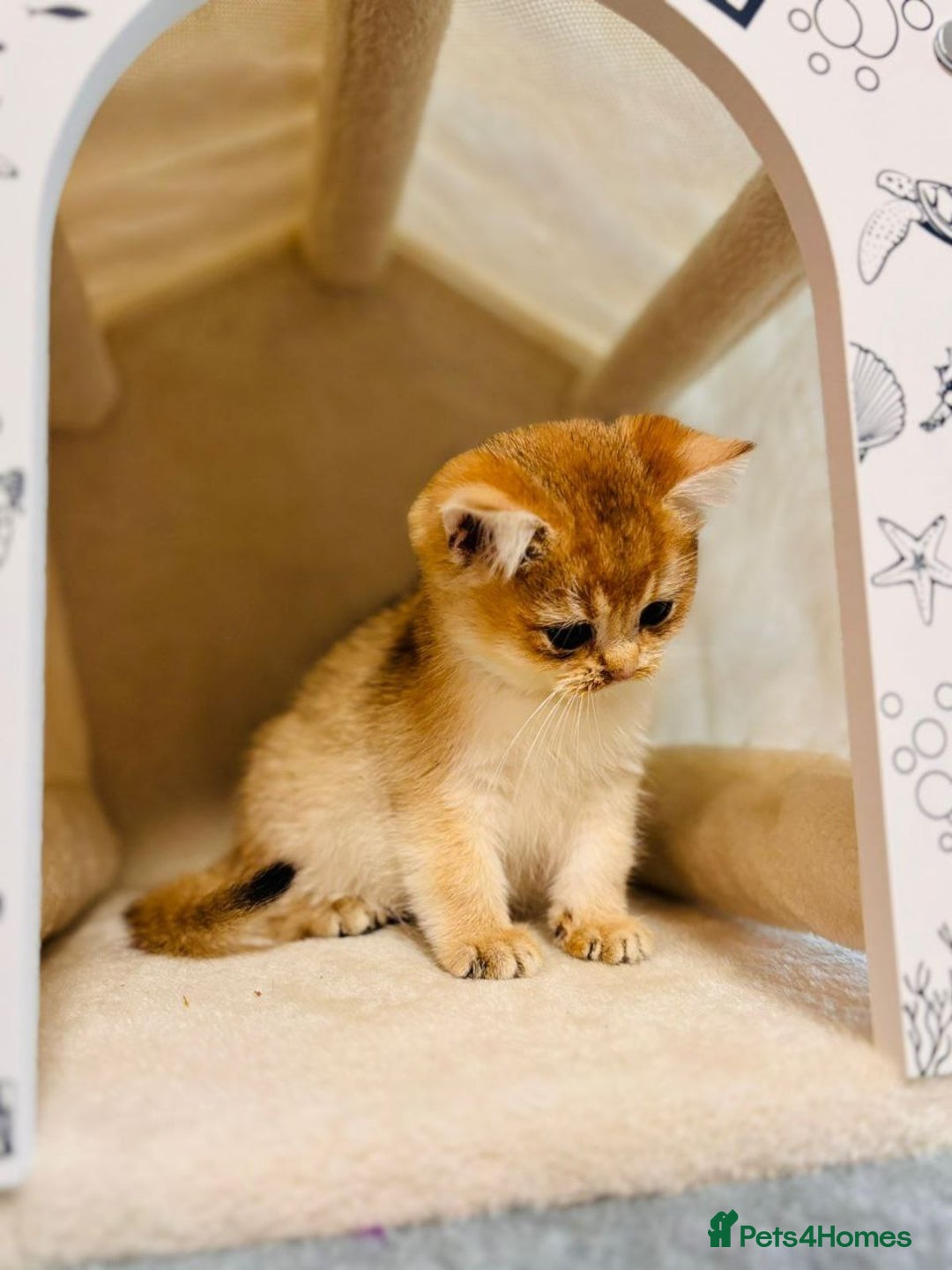 British Shorthair cats for sale: Charming British golden chinchillas - Advert 32