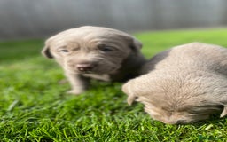 Labrador Retriever dogs for sale: Stunning kc silver Labradors  - Image 14