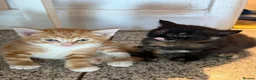 Mixed Breed cats for sale: Adorable Kittens Looking home  - Advert 5