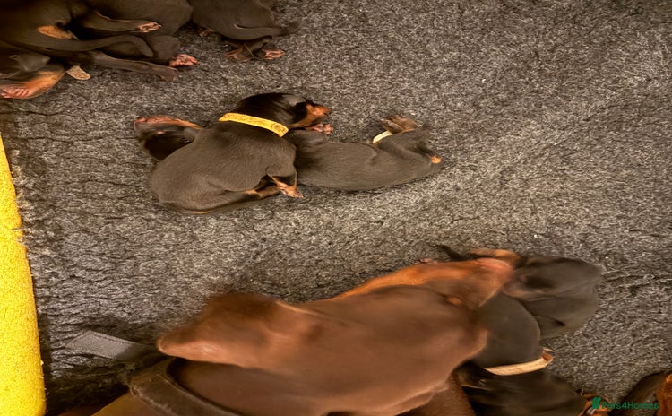 Dobermann dogs in London - Advert 9