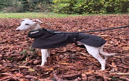 Italian Greyhound dogs for stud: MR RALPH AT STUD ( HEALTH TESTED ) - Image 5