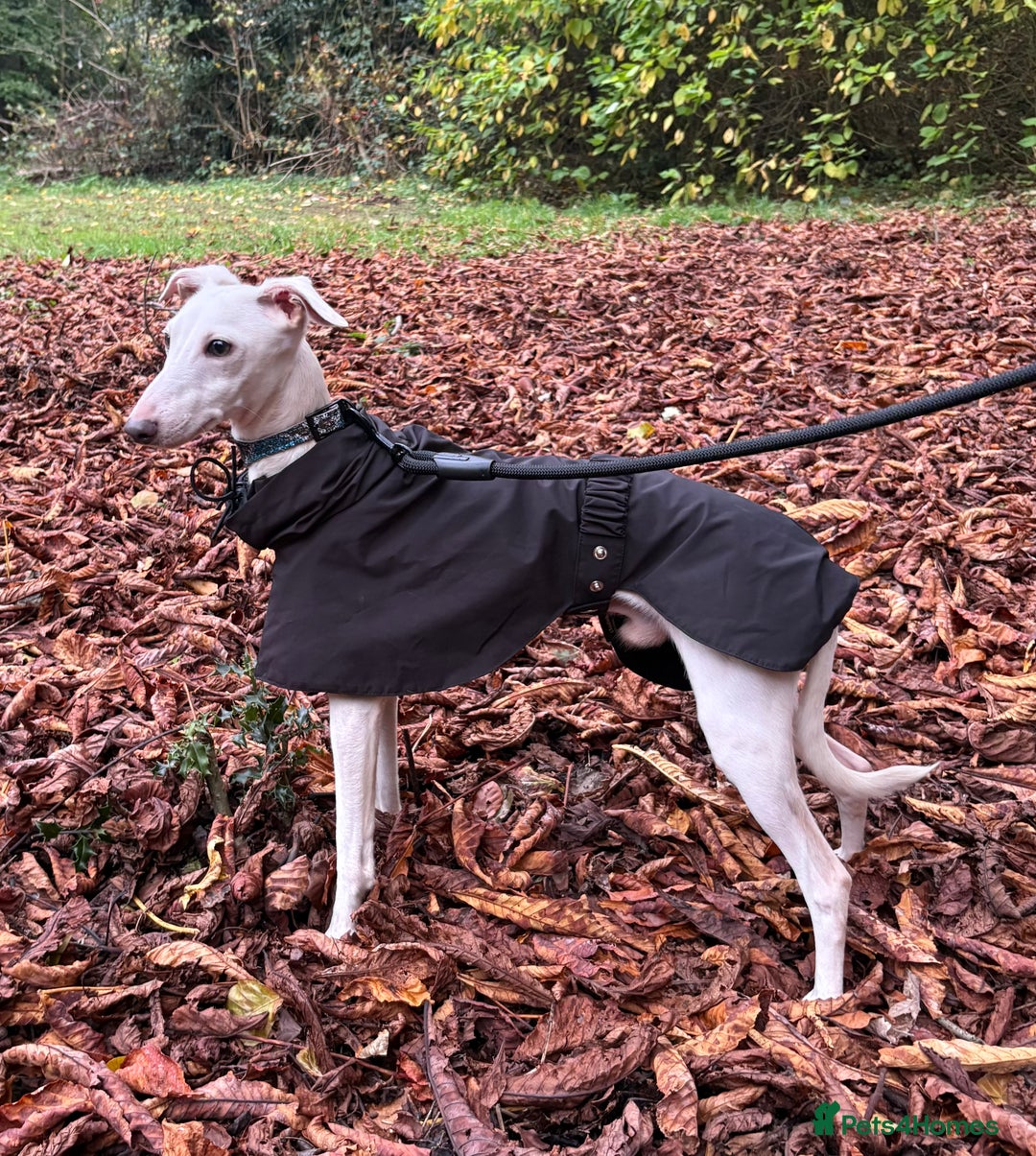 Italian Greyhound dogs for stud: MR RALPH AT STUD ( HEALTH TESTED ) - Image 5