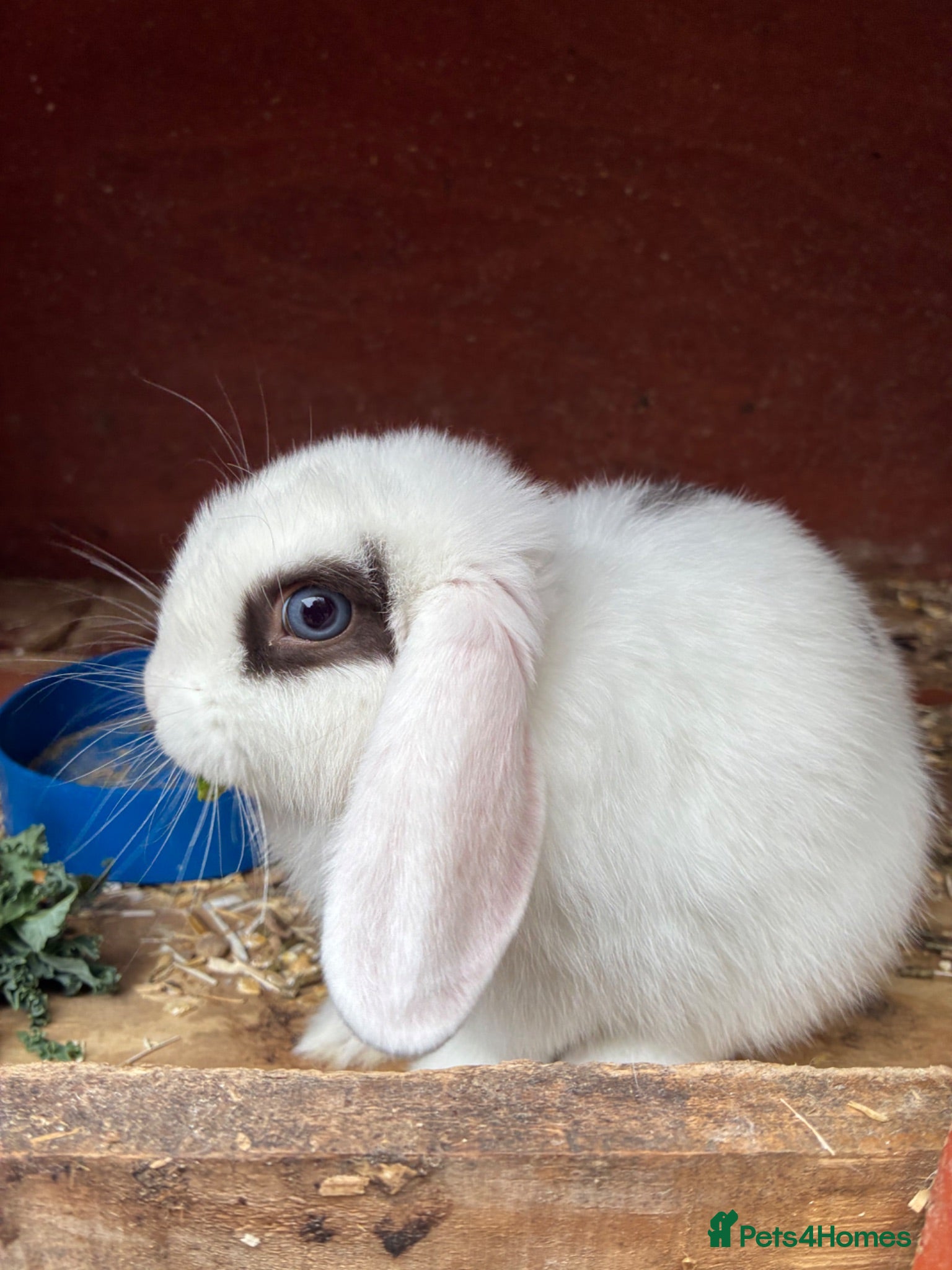 Mini Lop rabbits Baby mini lops / lion lops - Advert 1