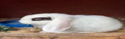 Mini Lop rabbits for sale: Baby mini lops / lion lops - Advert 2