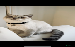 Bengal cats for sale: ✨British shorthair X Rosetted Snow Mink Bengal  - Image 4