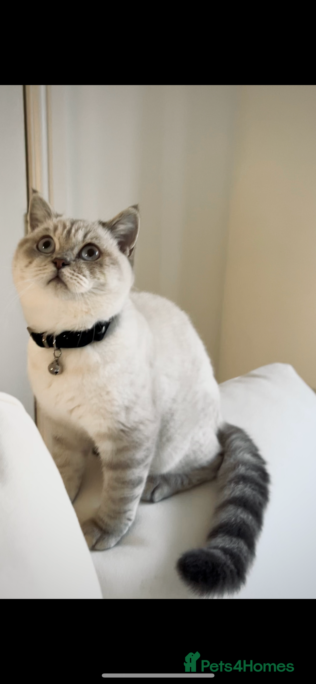Bengal cats for sale: ✨British shorthair X Rosetted Snow Mink Bengal  - Image 4