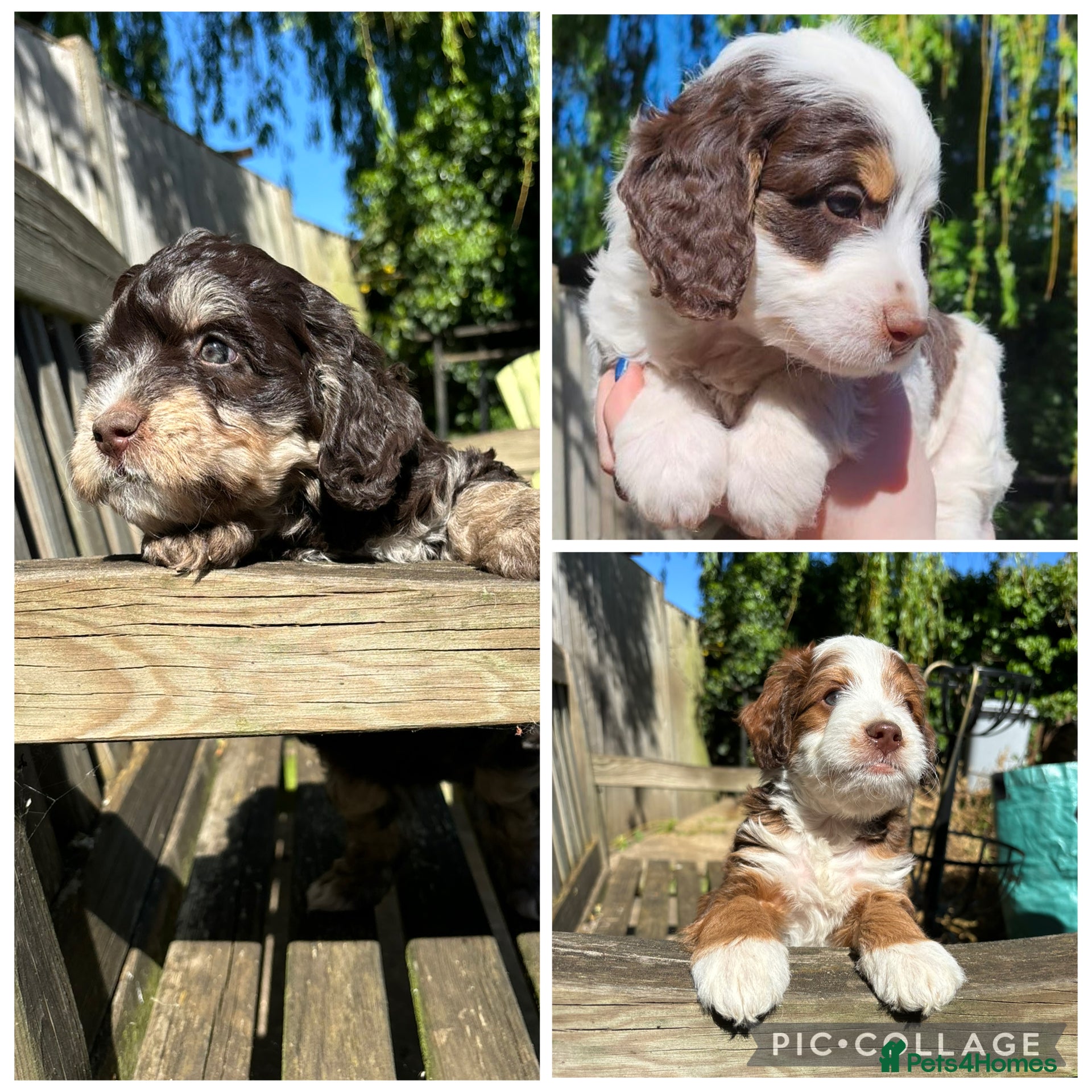 Bernedoodle dogs Mini Bernedoodle Litter 💙💕 - Advert 1