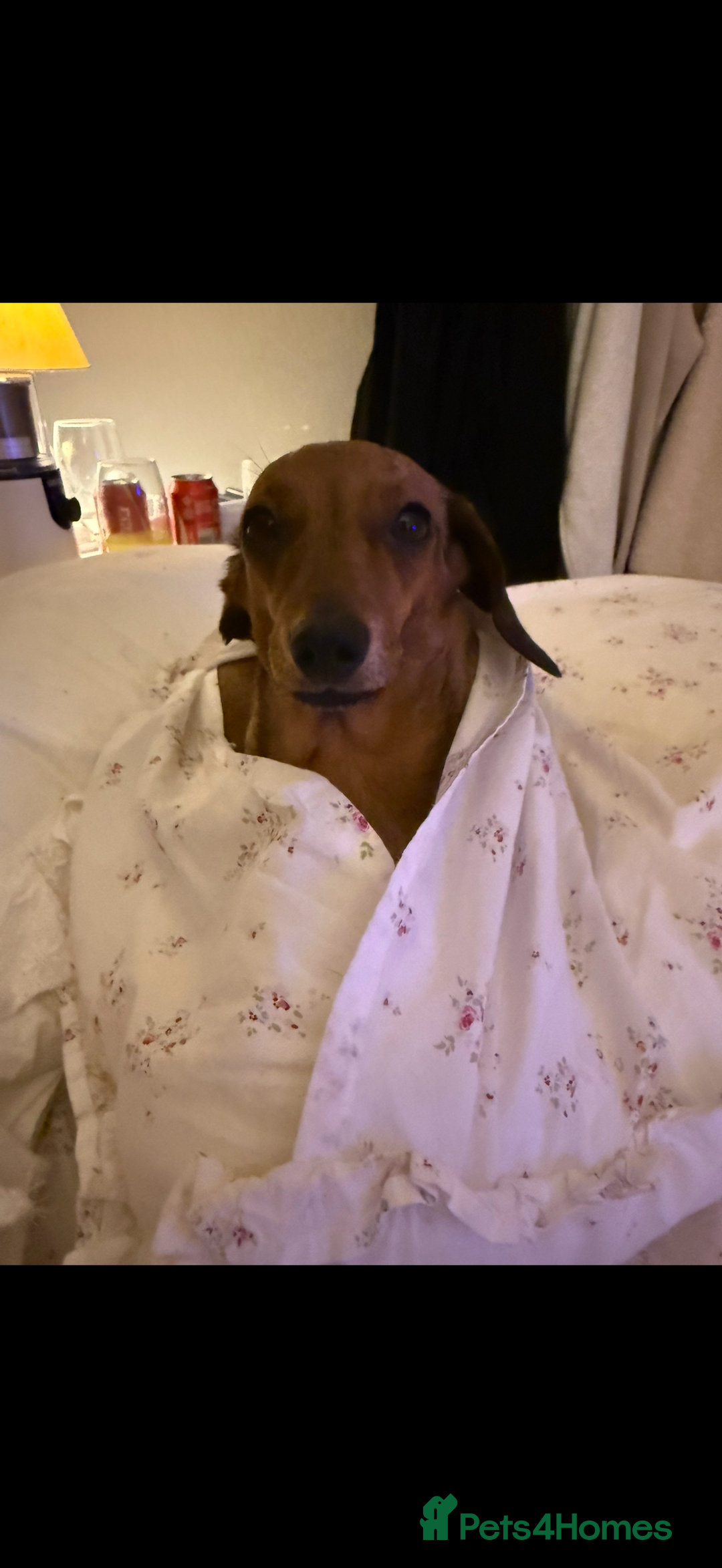 Miniature Dachshund dogs for sale: two gorgeous miniature dachshund puppies - Image 12