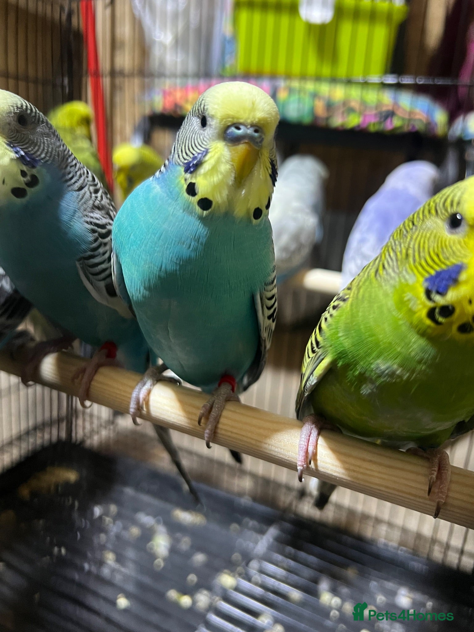 Budgerigars birds 25 budgies for sale nice colour  - Advert 1