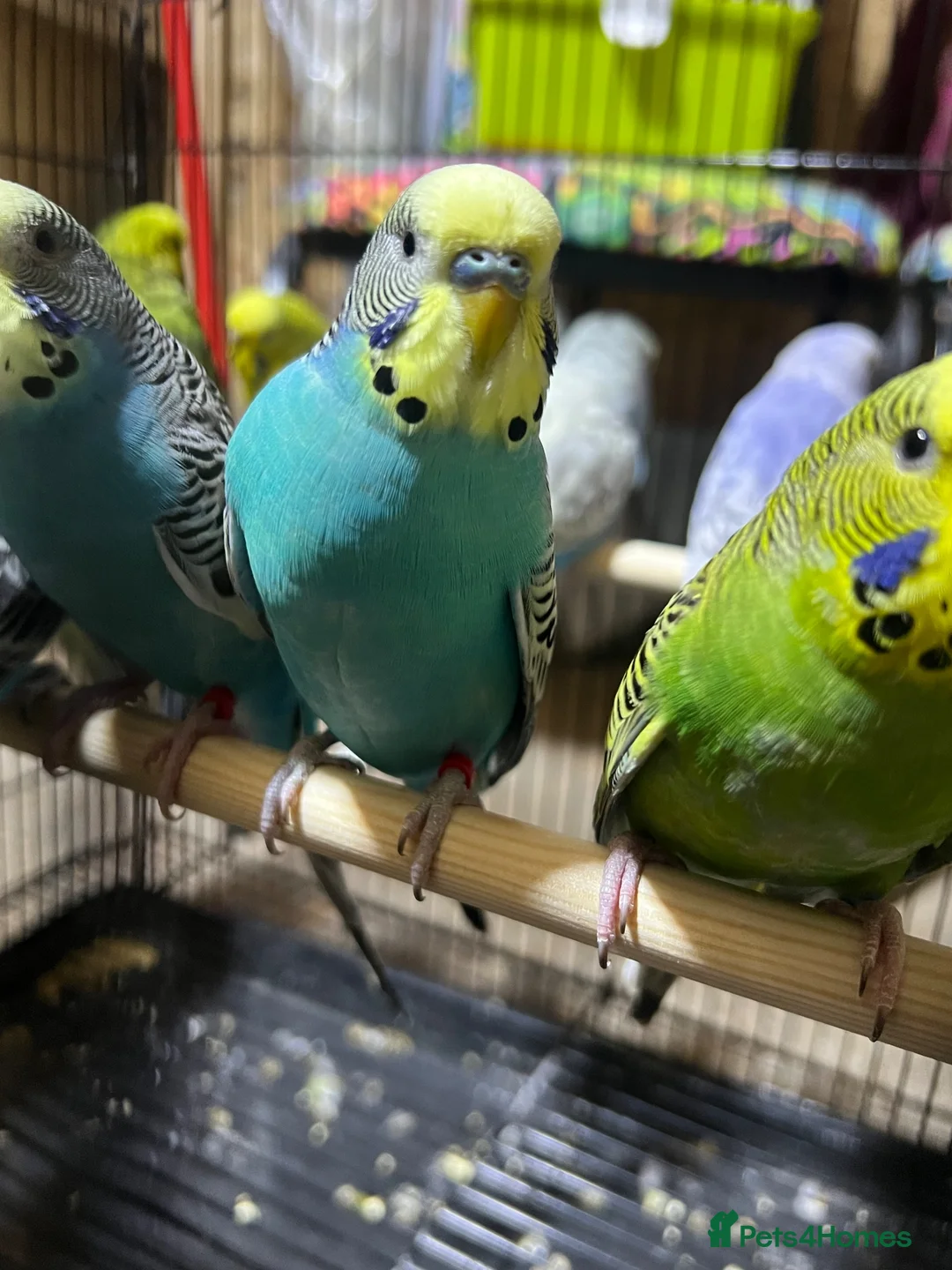 Budgerigars birds for sale: 25 budgies for sale nice colour  in Dewsbury - Advert 1