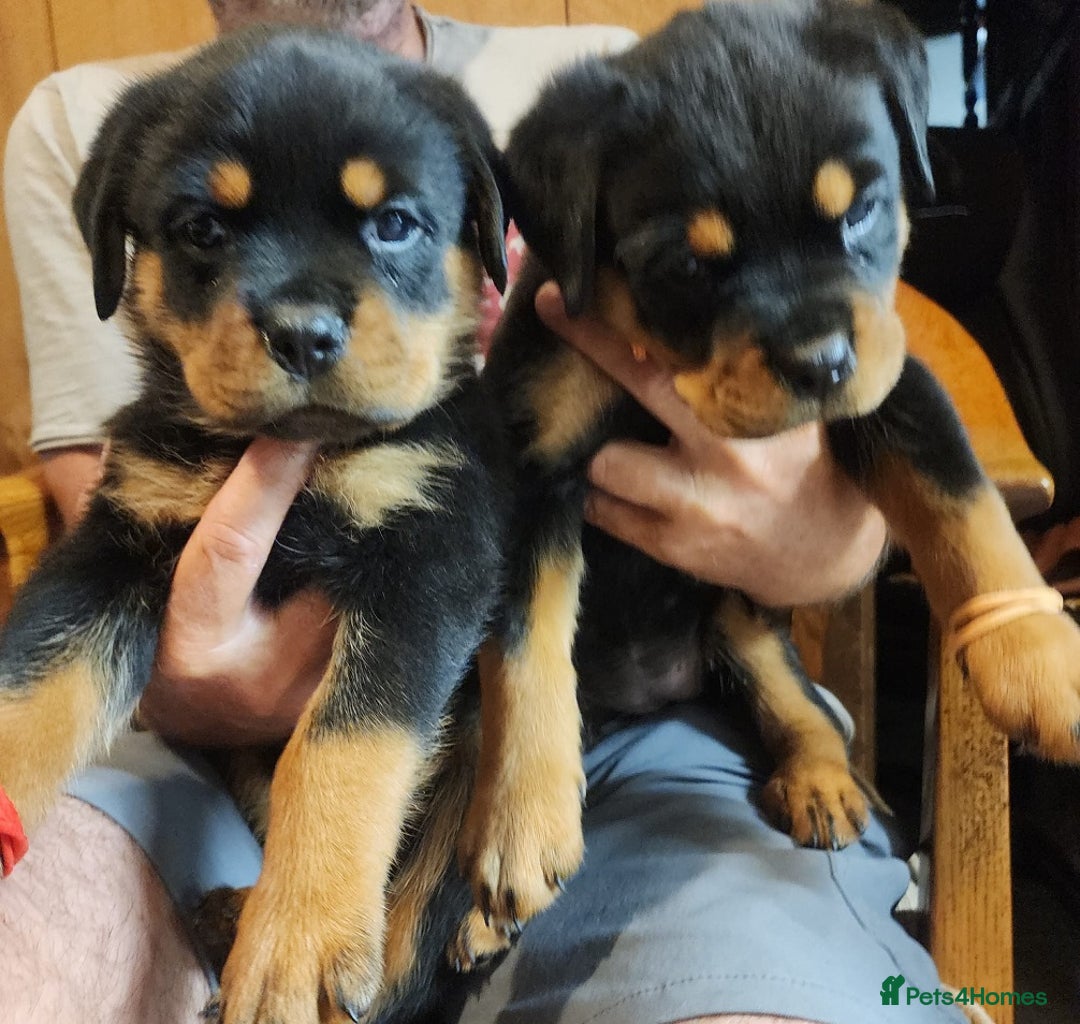 Rottweiler dogs for sale: Beautiful Rottweiler Puppies For Sale 🐾🖤 - Image 5