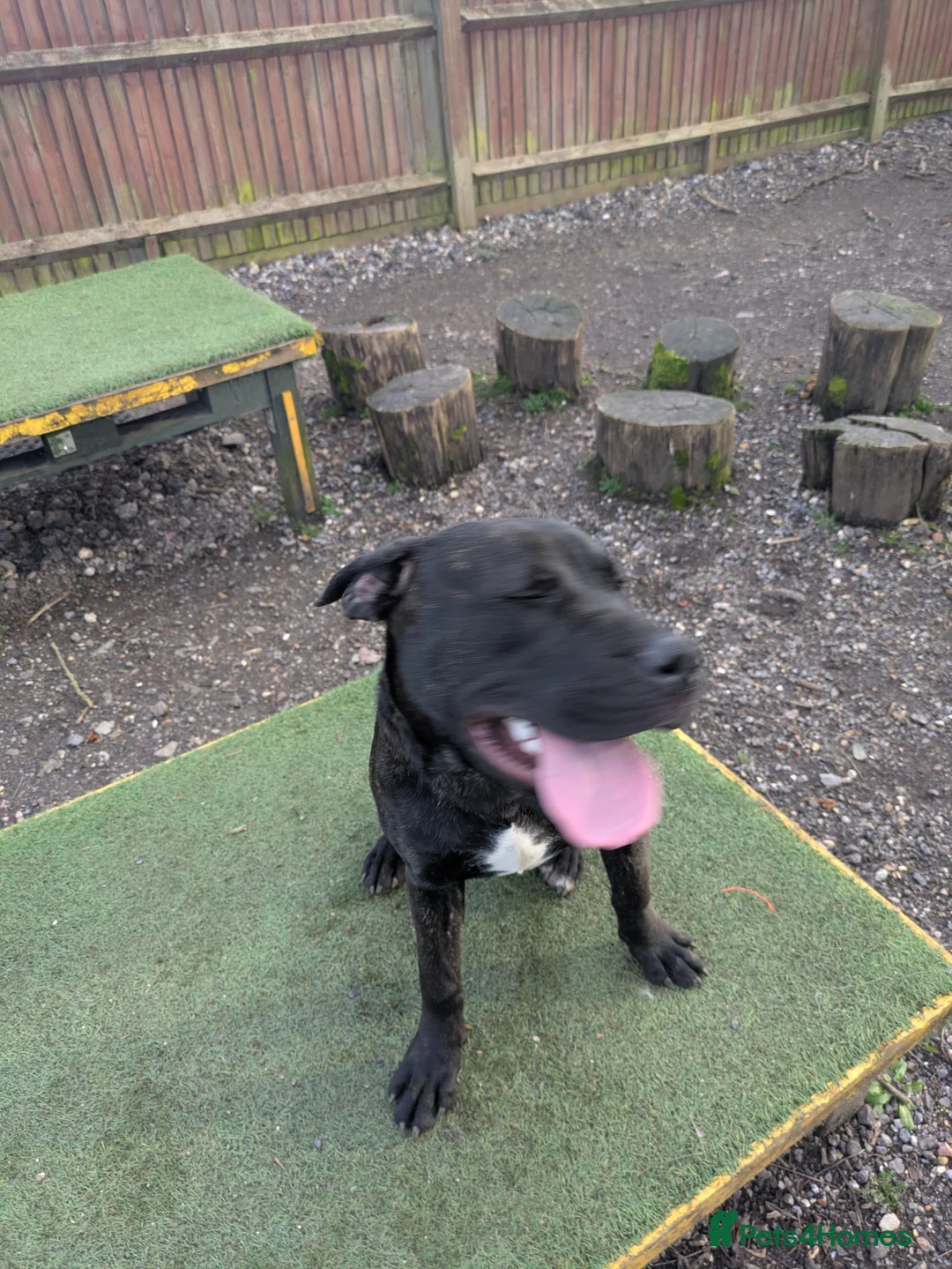 Presa Canario dogs for sale: 7 month old presa in Newbury - Advert 3