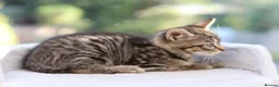 Mixed Breed cats for sale: Tabby Kittens Ready SOON - Advert 33