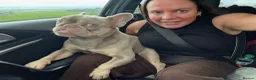 French Bulldog dogs for stud: French bull dog for stud  in Littleborough - Advert 1