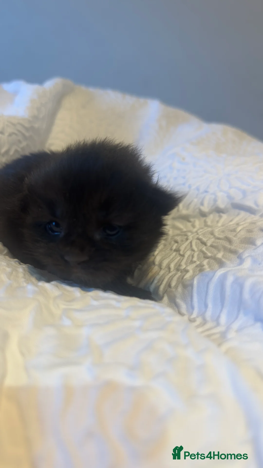 Maine Coon cats for sale: Stunning TICA Registered Maine Coon Kittens - Advert 7