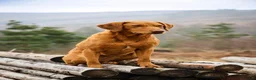 Labrador Retriever dogs for sale: EXPECTED LITTER OF WILDNOOK FOX RED LABRADORS  in Hexham - Advert 2