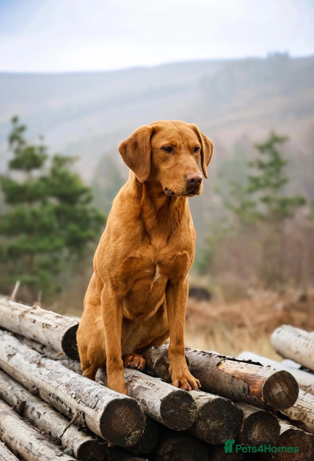 Labrador Retriever dogs for sale: EXPECTED LITTER OF WILDNOOK FOX RED LABRADORS  in Hexham - Advert 2