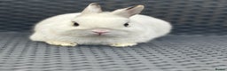 Netherland Dwarf rabbits for sale: Netherland Dwarf Boy  in London - Advert 3