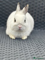 Netherland Dwarf rabbits in London - Advert 1