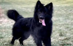 German Shepherd dogs for stud: Solid black german shepherd stud dog - Image 3