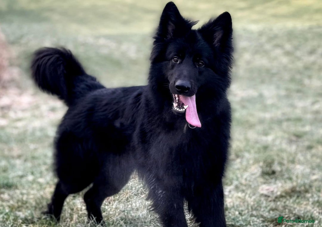 German Shepherd dogs for stud: Solid black german shepherd stud dog - Image 3