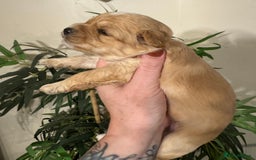 Maltipoo dogs for sale: Fully dna tested Maltipoos  - Image 15