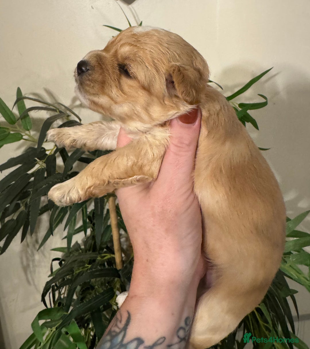 Maltipoo dogs for sale: Fully dna tested Maltipoos  - Image 15