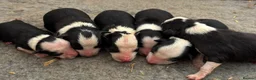Border Collie dogs for sale: ISDS registered pups from amazing lines - Advert 2