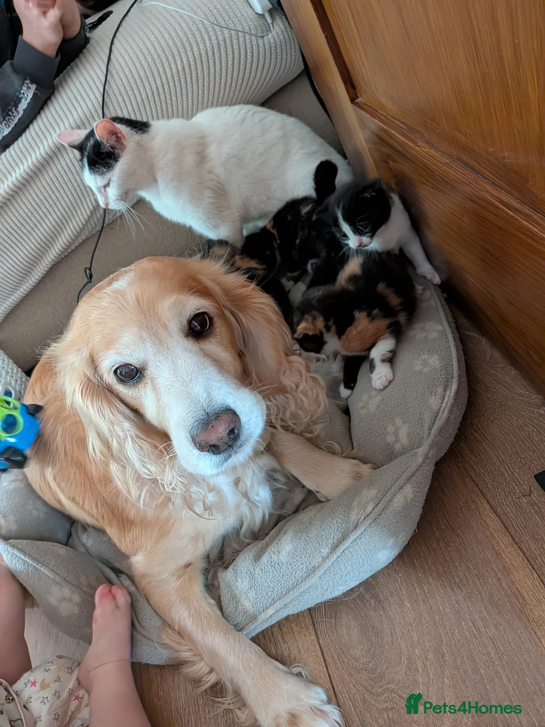 Mixed Breed cats for sale: Stunning female kitten LAST REMAINING  - Advert 6