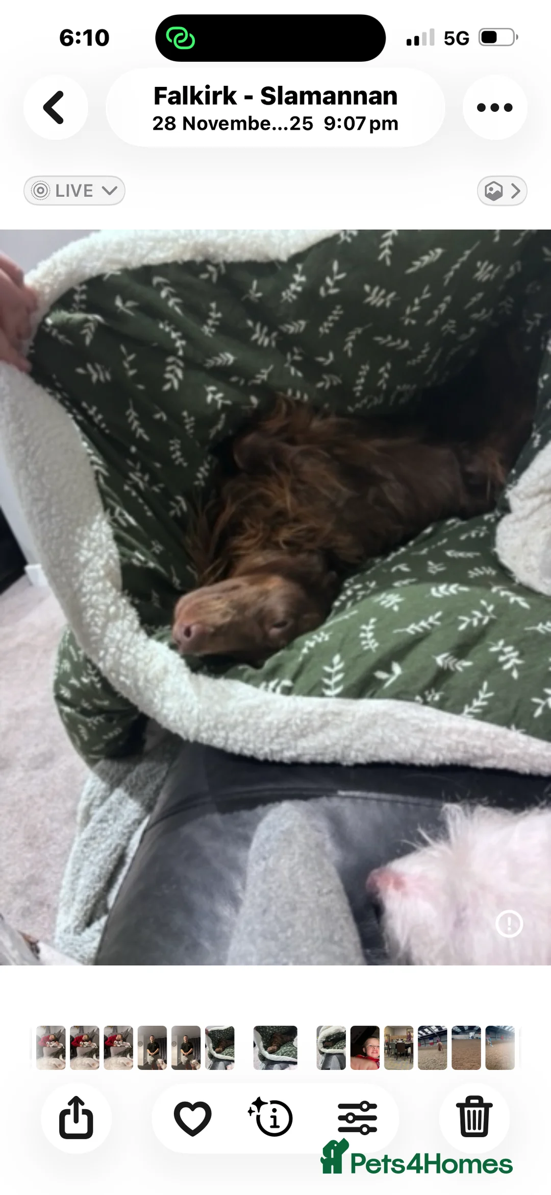 Mixed Breed dogs for sale: Dachshund Cross Pups £450 - Advert 7