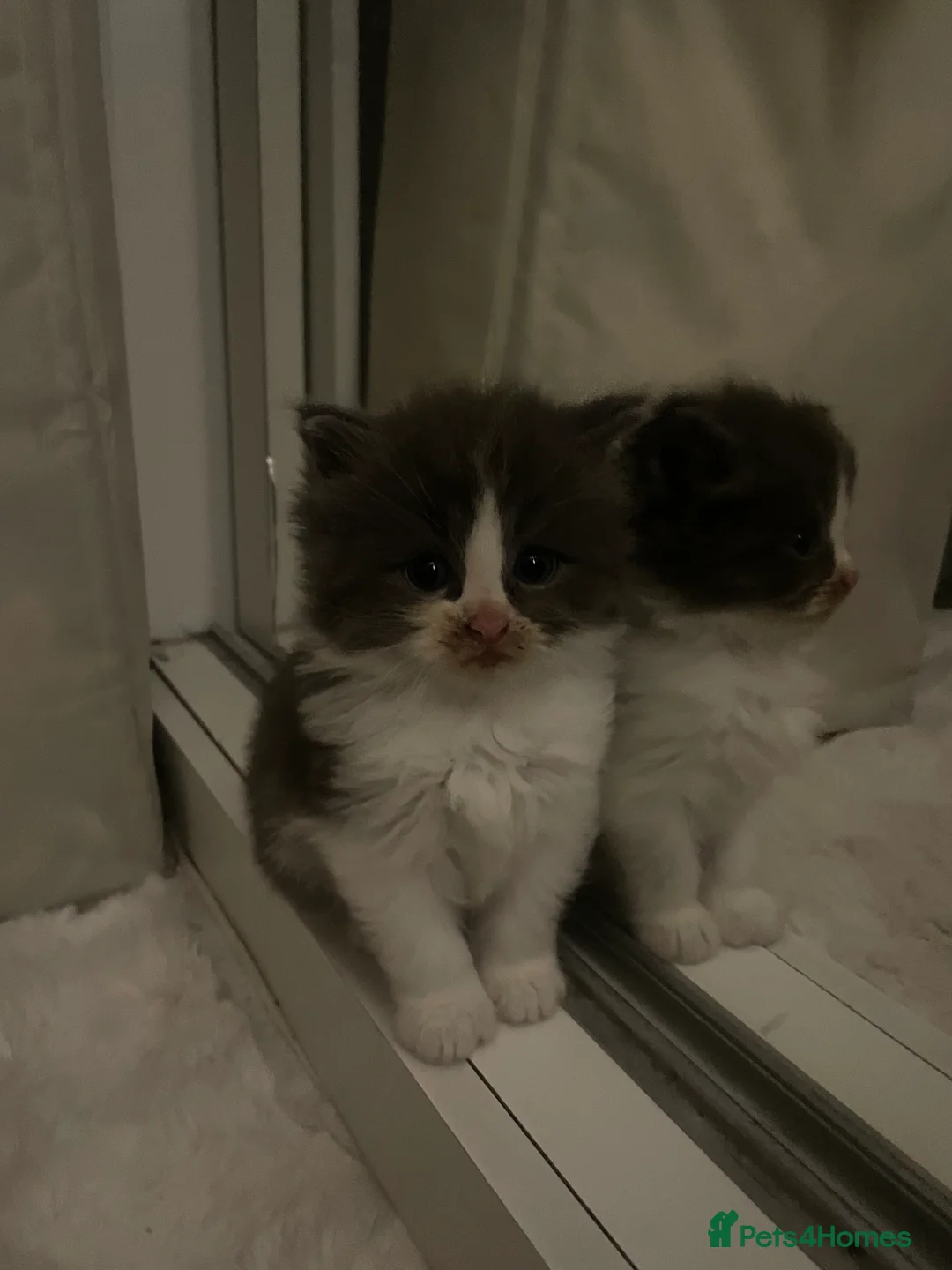 Maine Coon cats for sale: Four beautiful mainecoon/ragdoll kittens - Advert 5