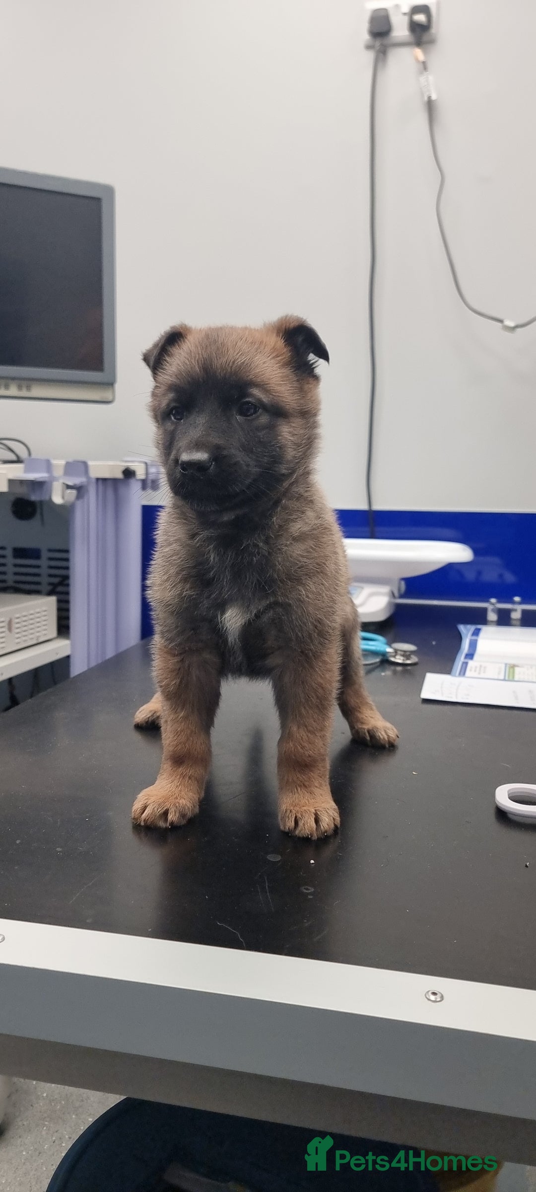 German Shepherd dogs for sale: German Shepherd Puppies - Advert 5