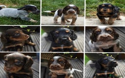 Cocker Spaniel dogs for sale: Beautiful KC Registered Cocker Spaniel Puppies  - Image 2