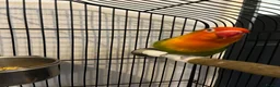 Lovebirds birds for sale: 2 lovebird pairs and cage for sale. in Brierley Hill - Advert 8