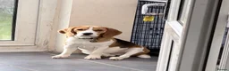 Beagle dogs for sale: KC Beagle  - Advert 13