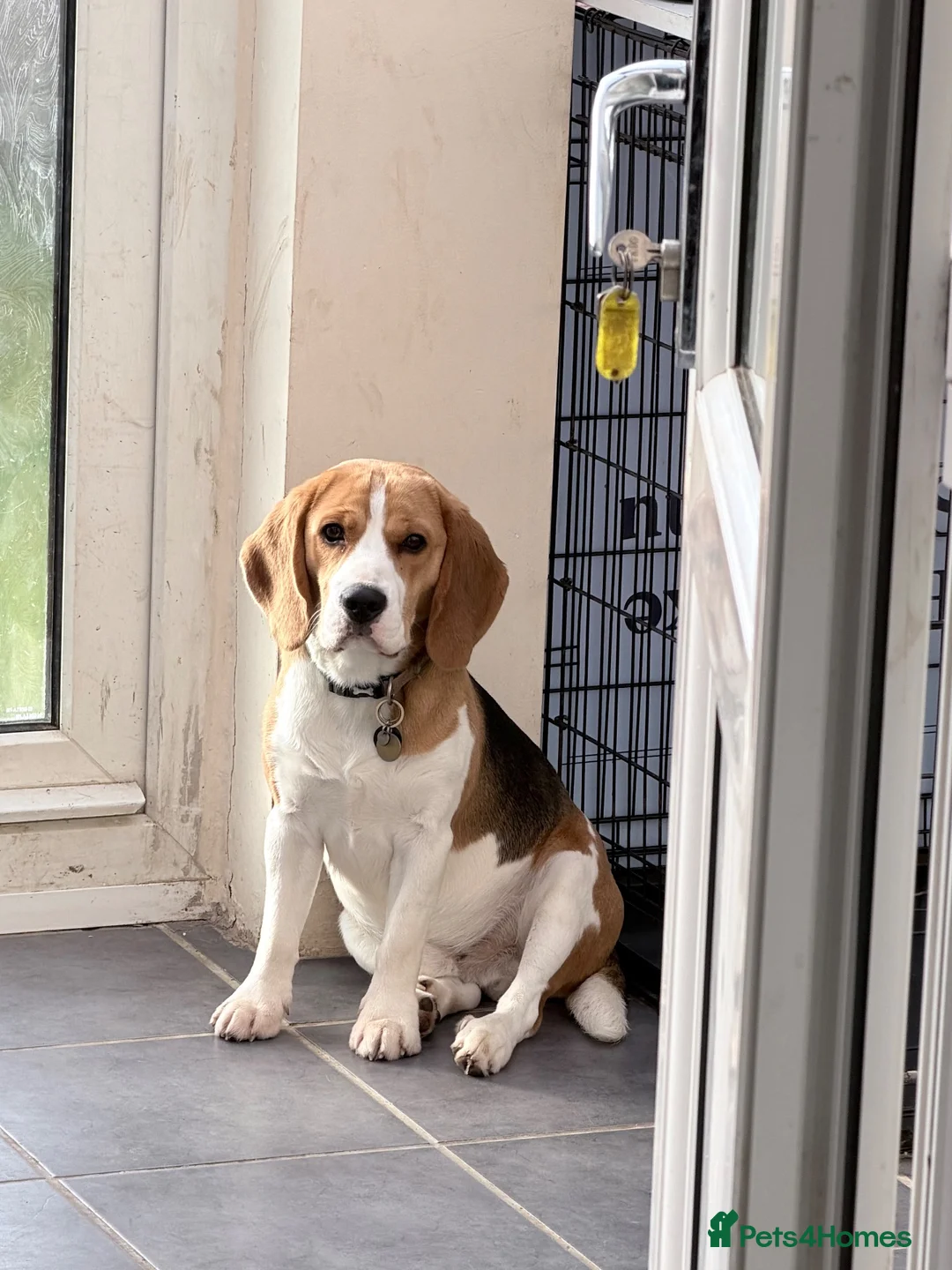 Beagle dogs for sale: KC Beagle  - Advert 13