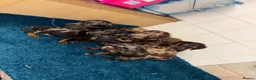 Dachshund dogs for sale: Miniature dachshund - Advert 31