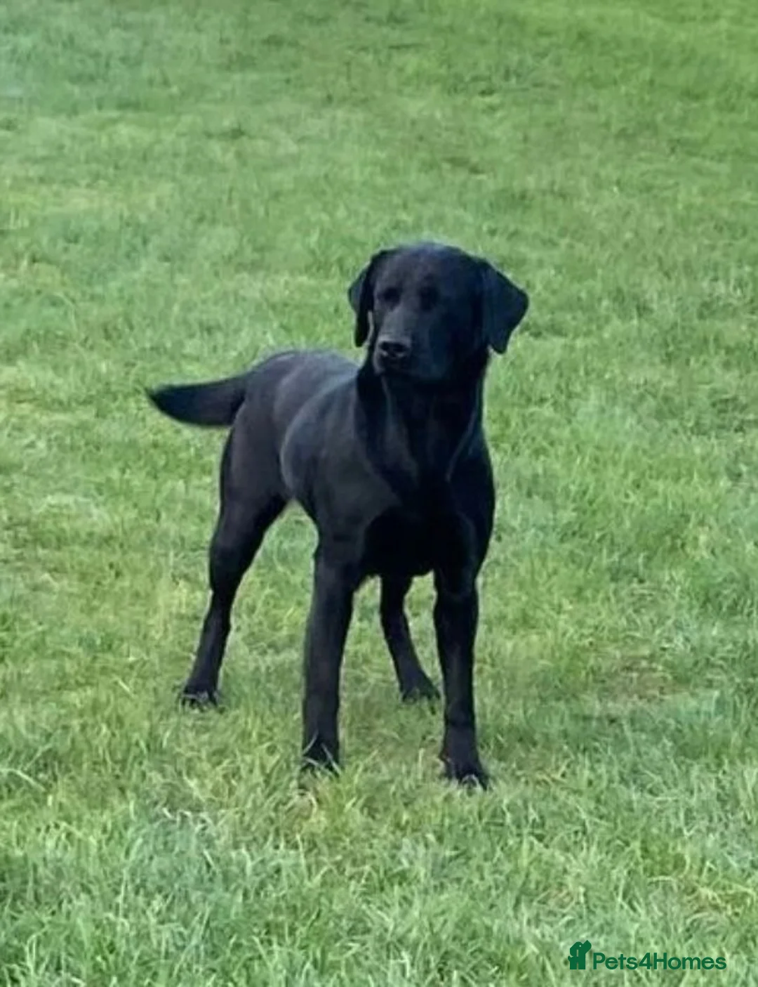 Labrador Retriever dogs for sale: Stunning Black Labrador Puppies - Due 25th March in Peterborough - Advert 13