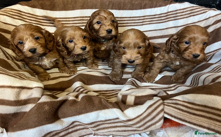 Cockapoo dogs - Advert 1