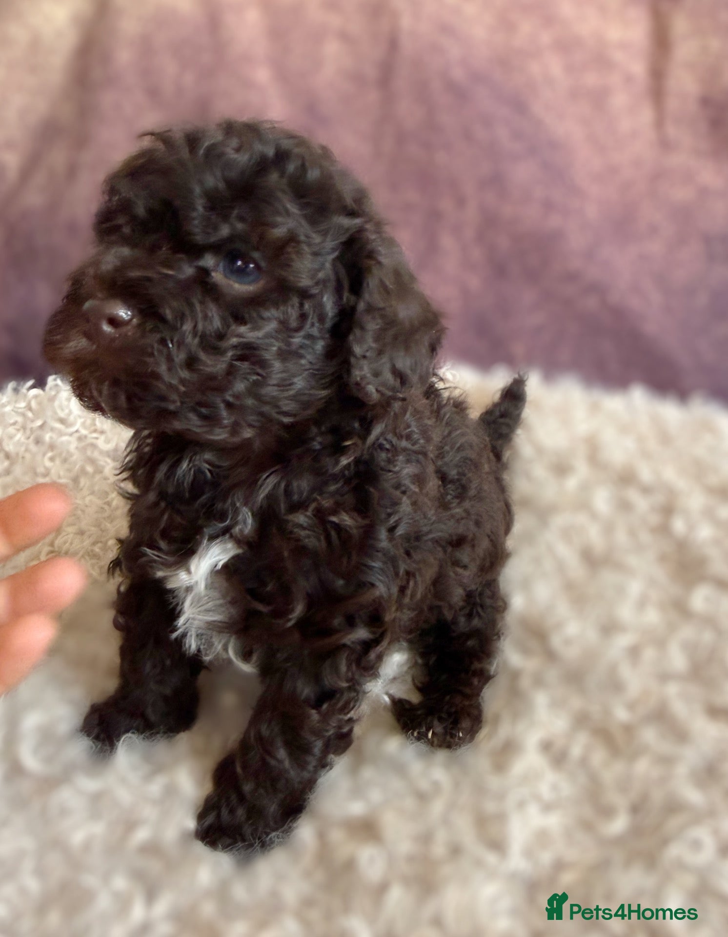 Cavapoo dogs Chocolate cavapoos with green eyes&1black Cavapoo - Advert 2
