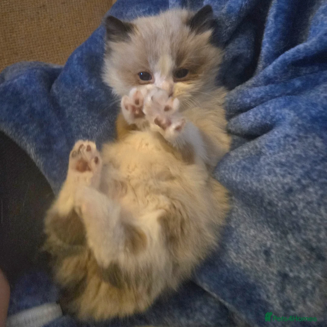 Ragdoll cats for sale: Ragdoll crosses from £175 *READY NOW* - Advert 2