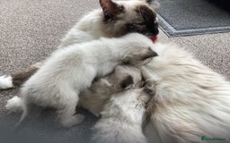 Ragdoll cats for sale: Adorable Ragdoll Kittens - Image 19