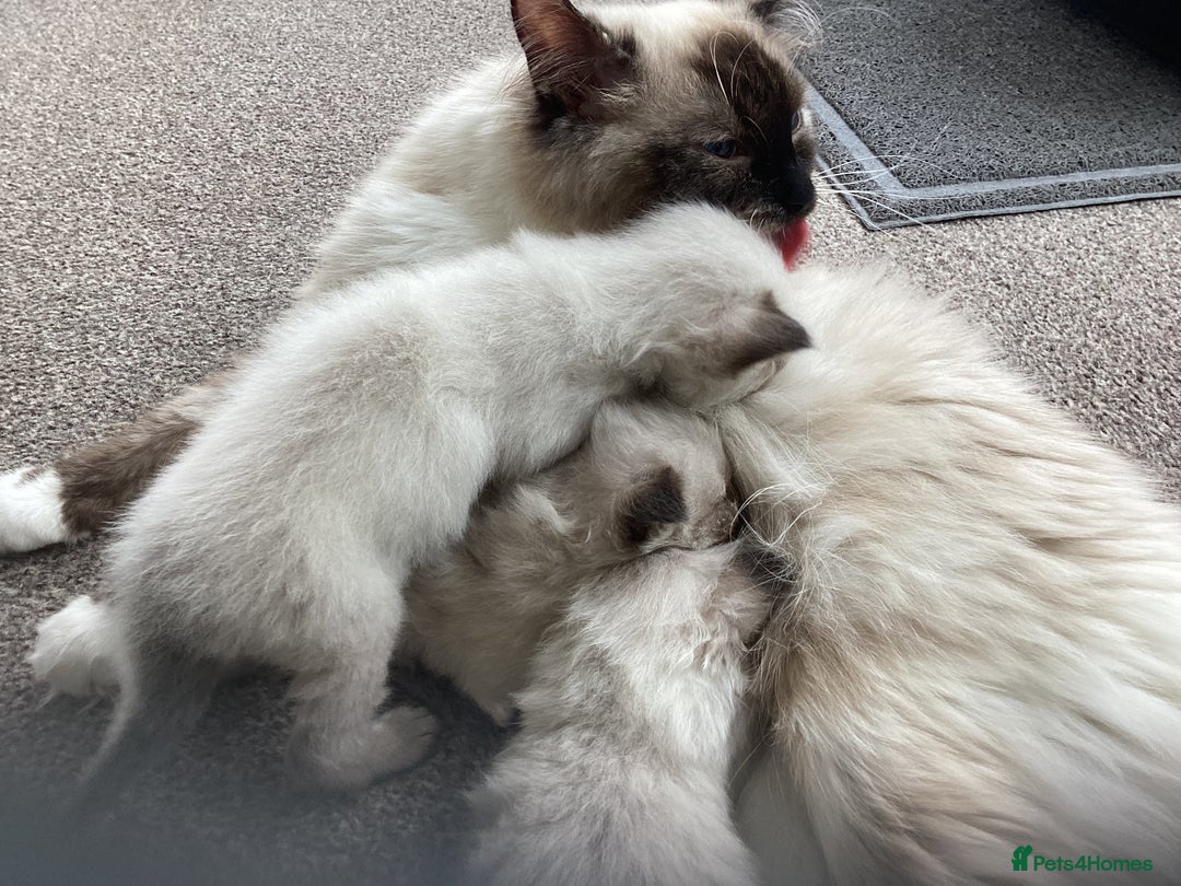 Ragdoll cats for sale: Adorable Ragdoll Kittens - Image 19