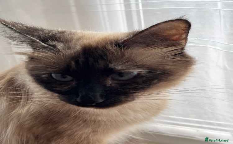 Ragdoll cats - Advert 7