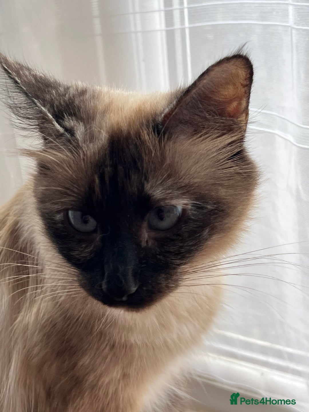 Ragdoll cats for sale: Ragdoll female cat - Image 1